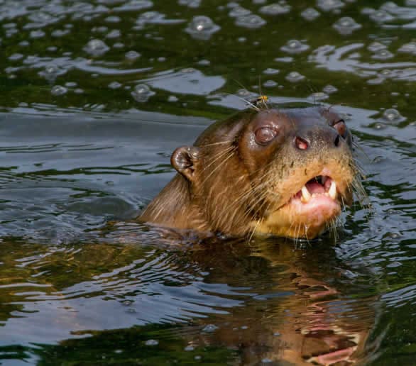 Excursión de 7 días a la Zona Reservada del Parque Nacional del Manu