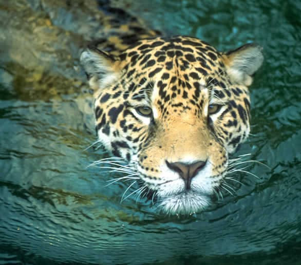 Tour de 6 días a la Zona Reservada del Parque Nacional del Manu